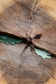 a bug on a wood surface