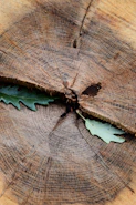 a bug on a wood surface