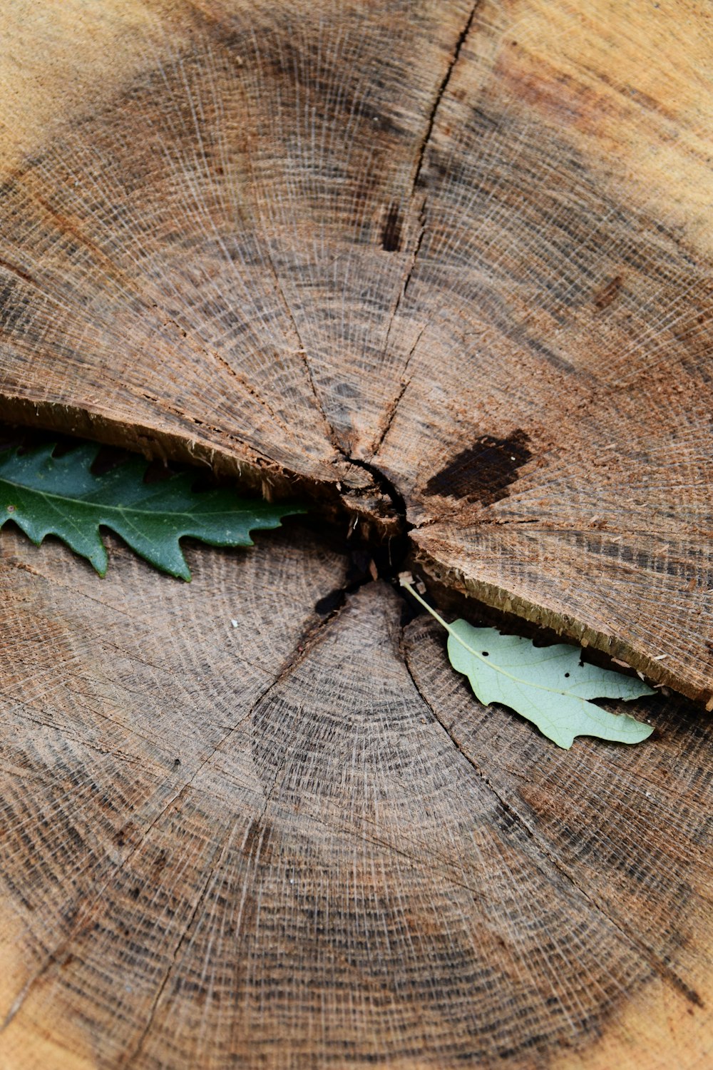 a bug on a wood surface