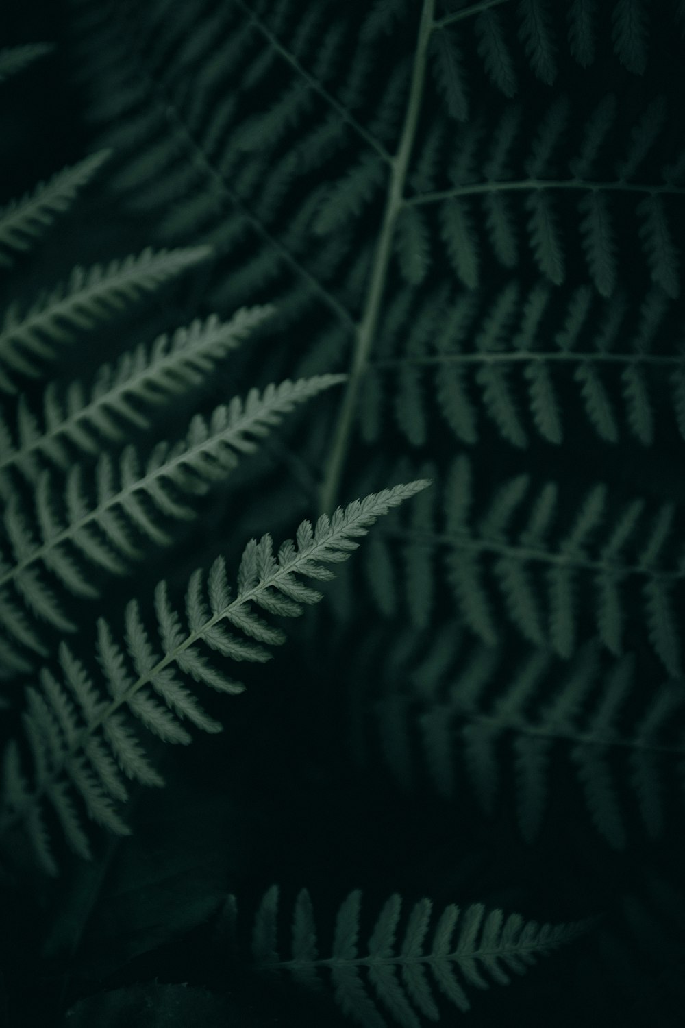 a close up of a leaf