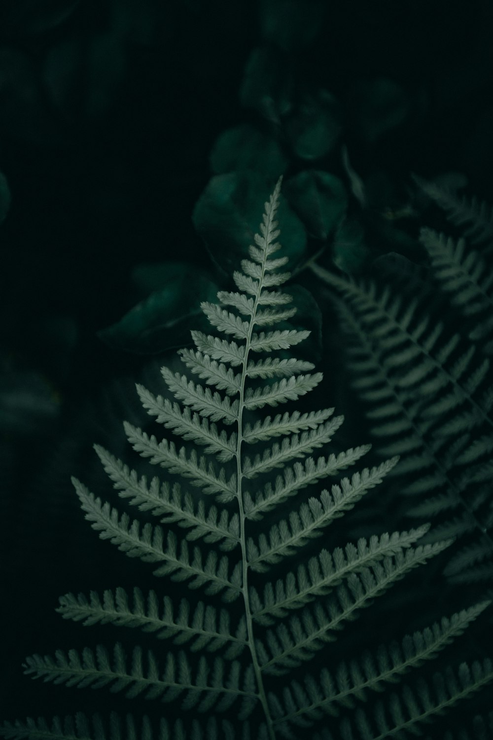 a close up of a plant