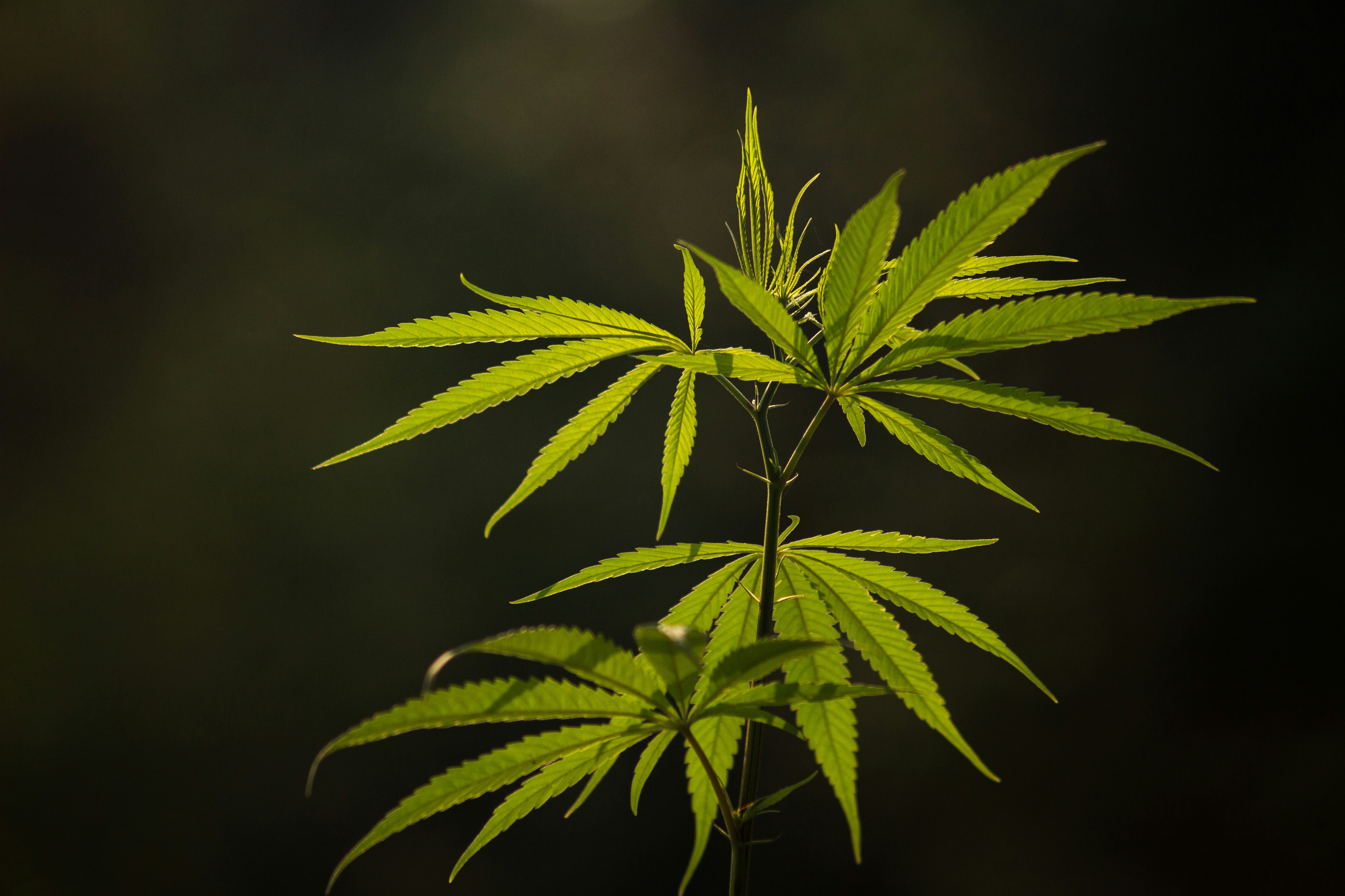 Photo by arnab_ganguly