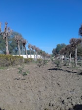 A row of pruned trees with sparse foliage is situated on either side of a dirt path in a barren field. Some bushes and small plants can be seen on the ground. There are larger, leafy trees and a white building visible in the distance under a clear blue sky.