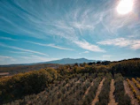 Sunlit rows of lush vineyards in Puglia stretching toward a warm Mediterranean sky.