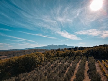 A vast landscape with rows of vineyards or olive trees extending into the distance, surrounded by lush green forests and rolling hills. The sky above is bright and expansive, featuring thin, wispy clouds and a radiant sun shining in the corner.
