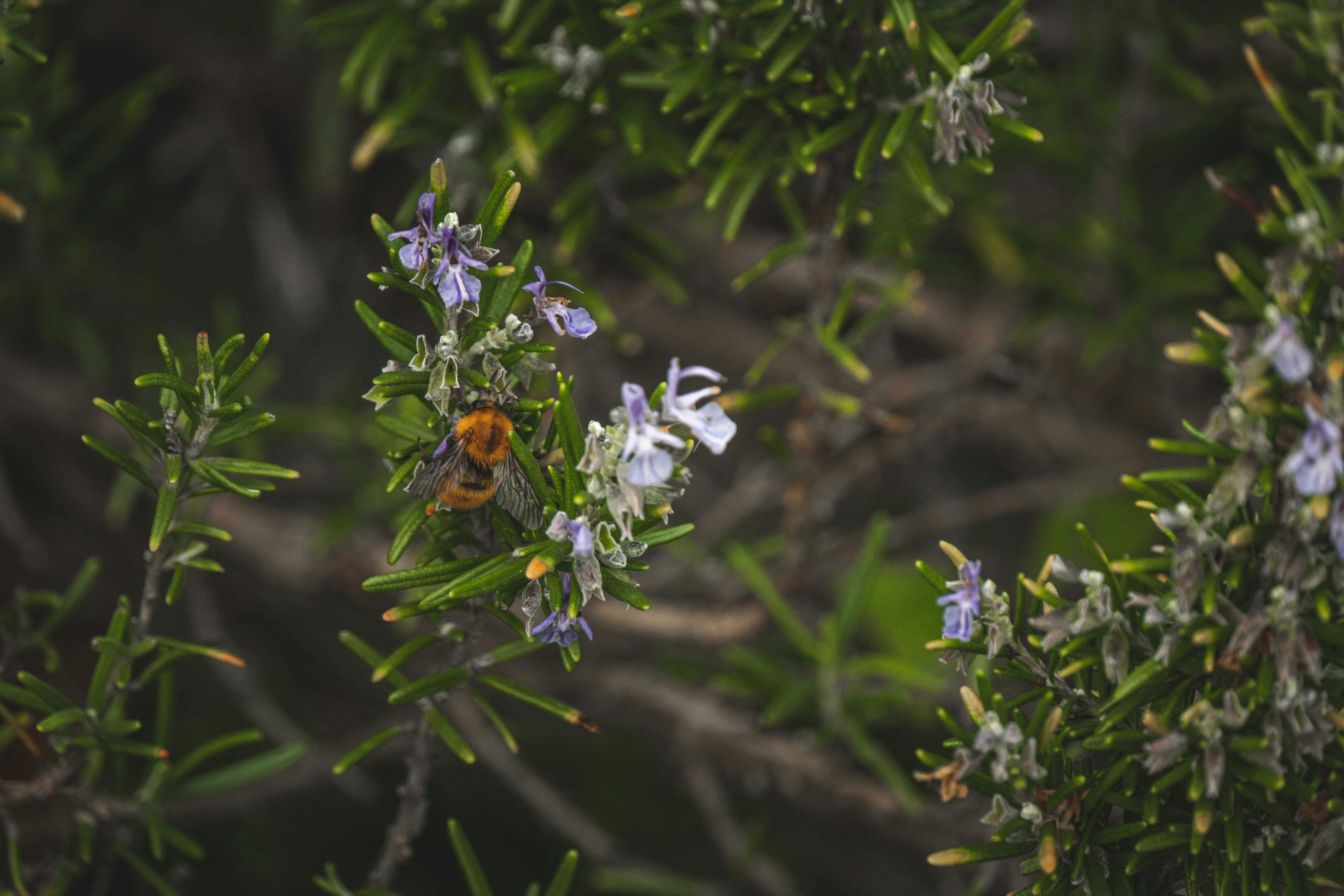 Photo by francesco_ungaro