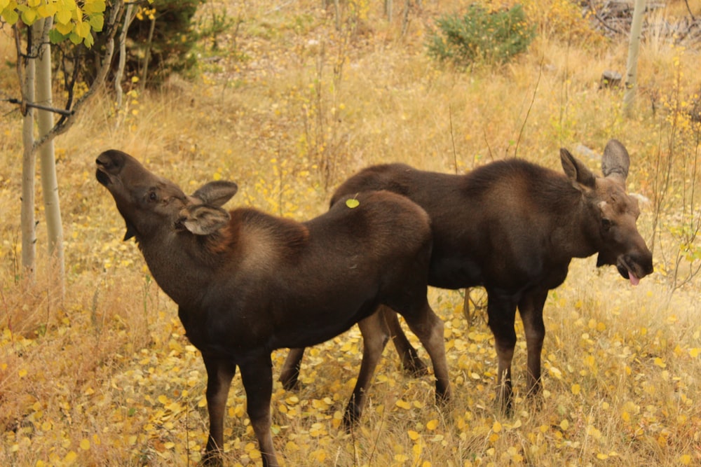 a group of animals in a field