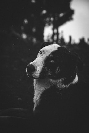 a black and white dog