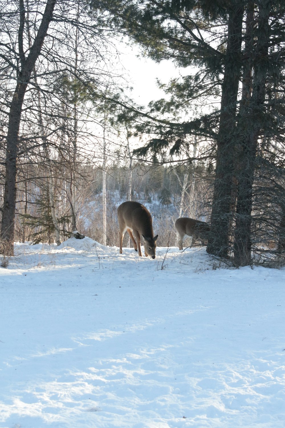 a couple deer in the snow