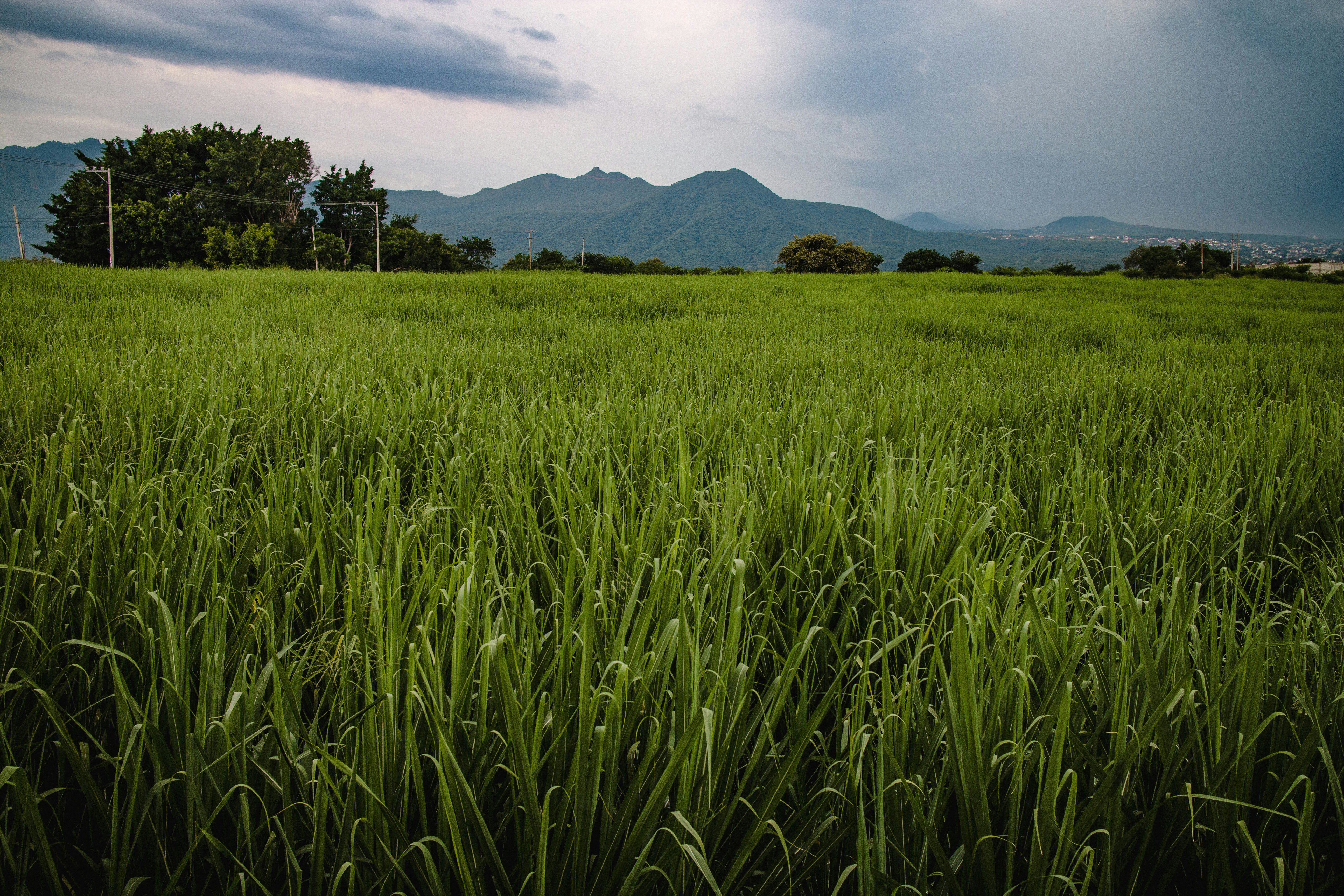 Photo by camaranegra