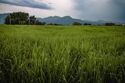 a field of green grass