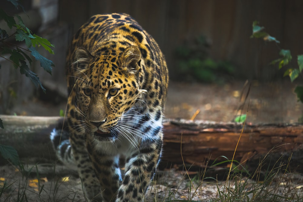 a tiger walking on the ground