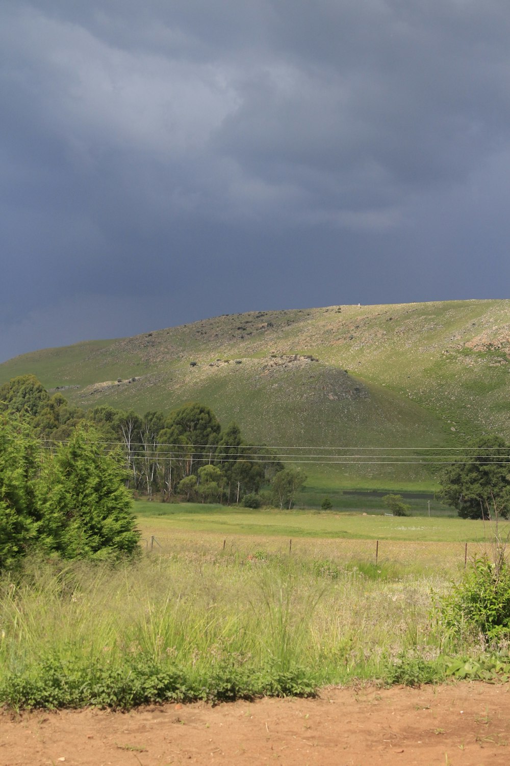 a grassy hill with trees and a fence in front of it