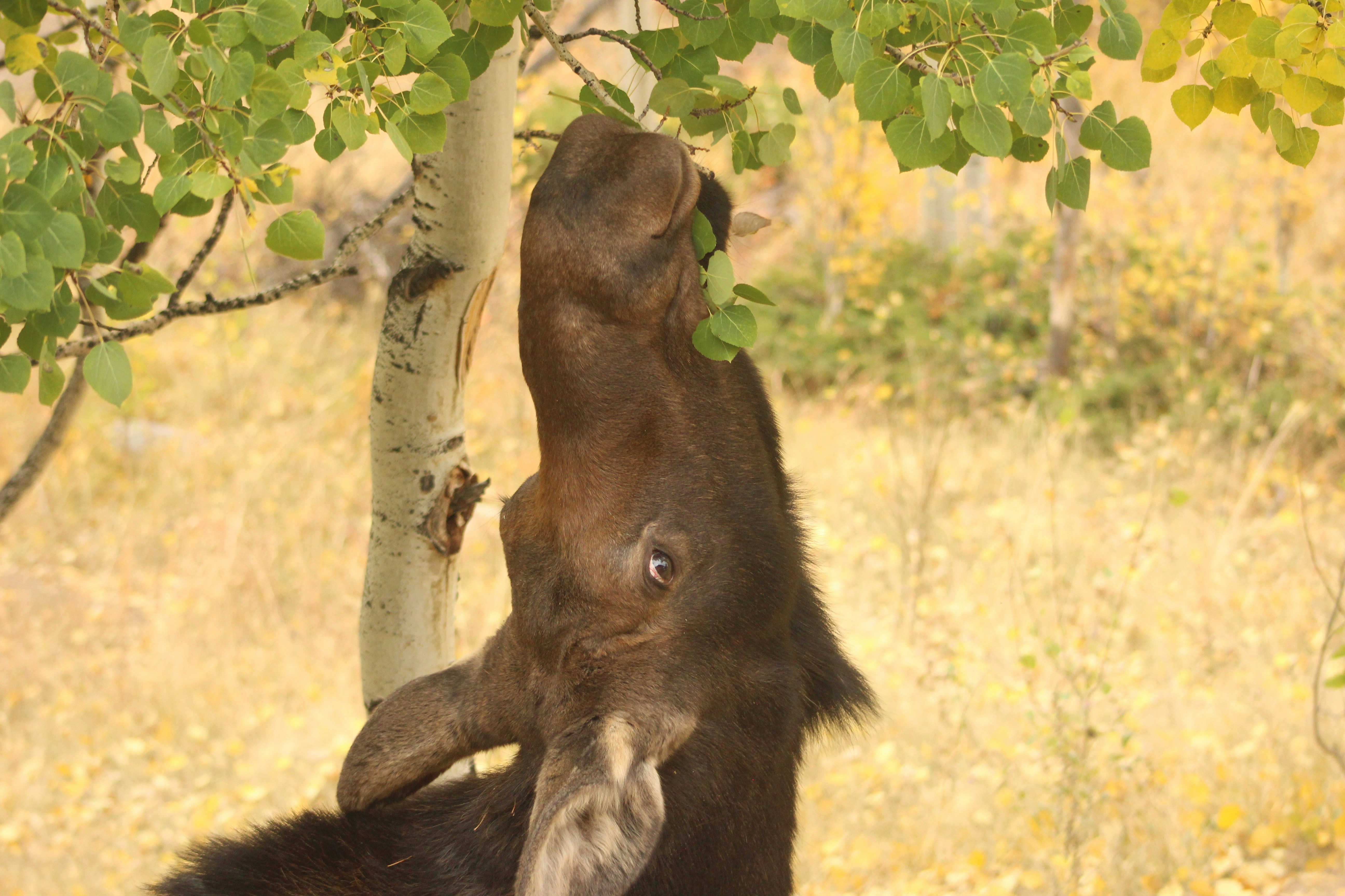 a monkey from a tree