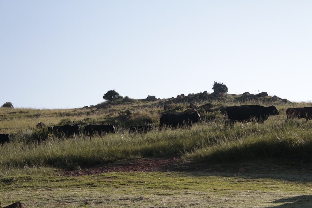 a herd of cattle grazing