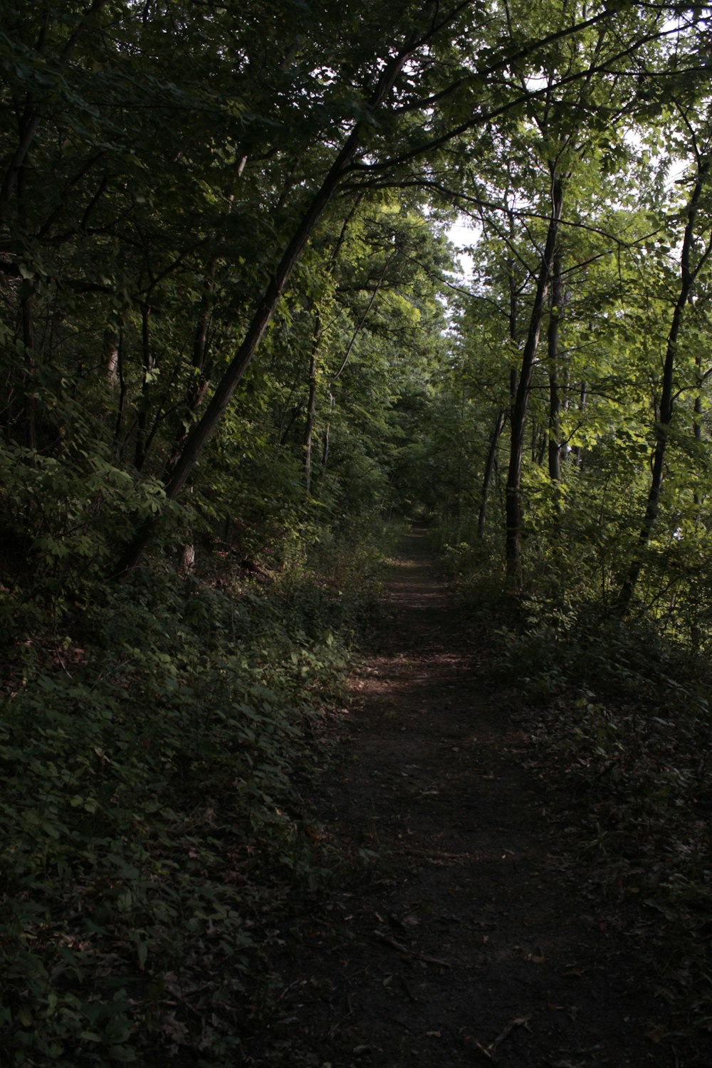 a dirt path through a forest