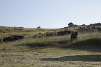 Black Angus Wagyu cattle grazing on the ranch.