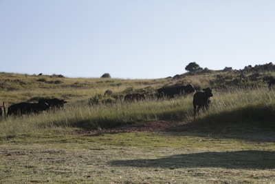 A black angus wagyu cross cattle grazing on the ranch.