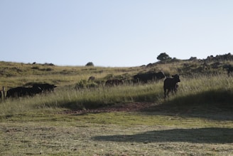 A group of black cattle grazing on a grassy hillside under a clear sky. The landscape is open with some bushes and rocks scattered around. The terrain gently slopes upwards, leading to the horizon line.