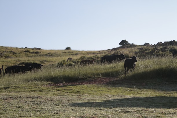 A group of black cattle grazing on a grassy hillside under a clear sky. The landscape is open with some bushes and rocks scattered around. The terrain gently slopes upwards, leading to the horizon line.
