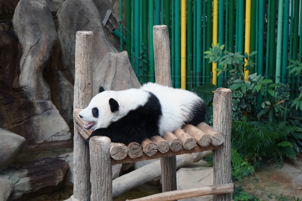 Ein Pandabär in einer Zoo-Ausstellung