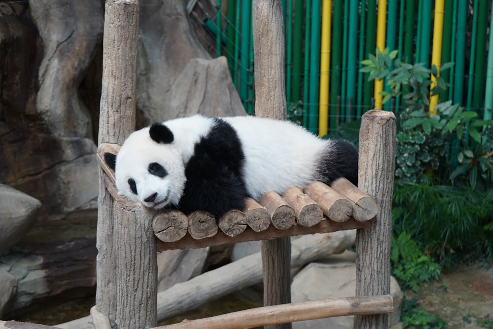 a panda bear on a wooden bench