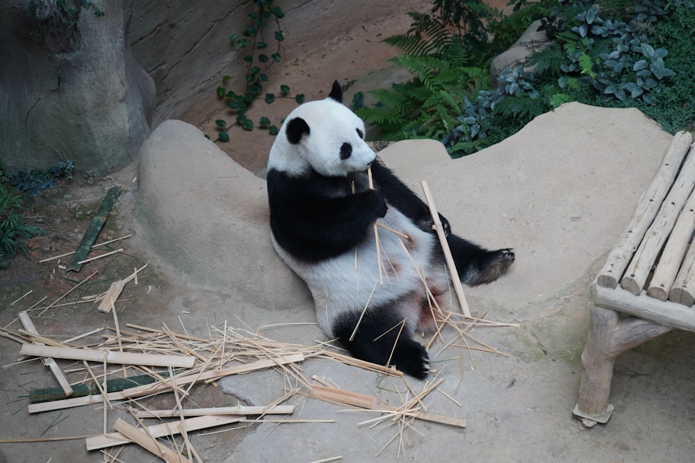 a panda sitting on the ground