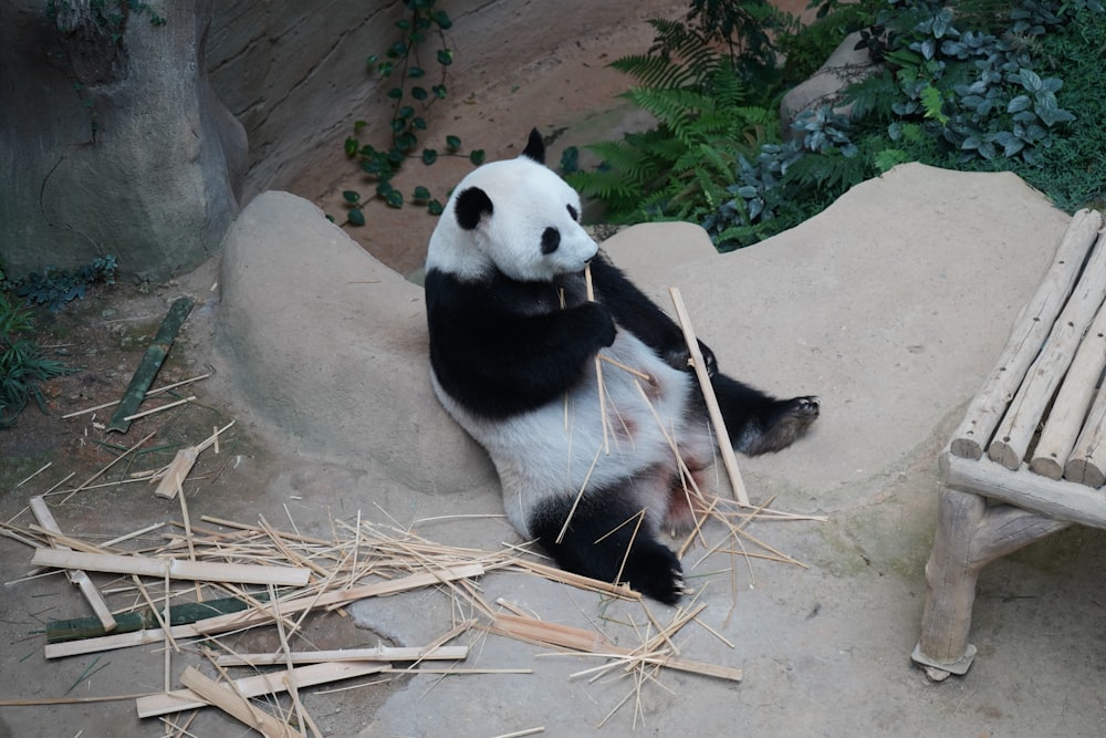 ícone de panda sentado, urso panda bonito preguiçoso em fundo