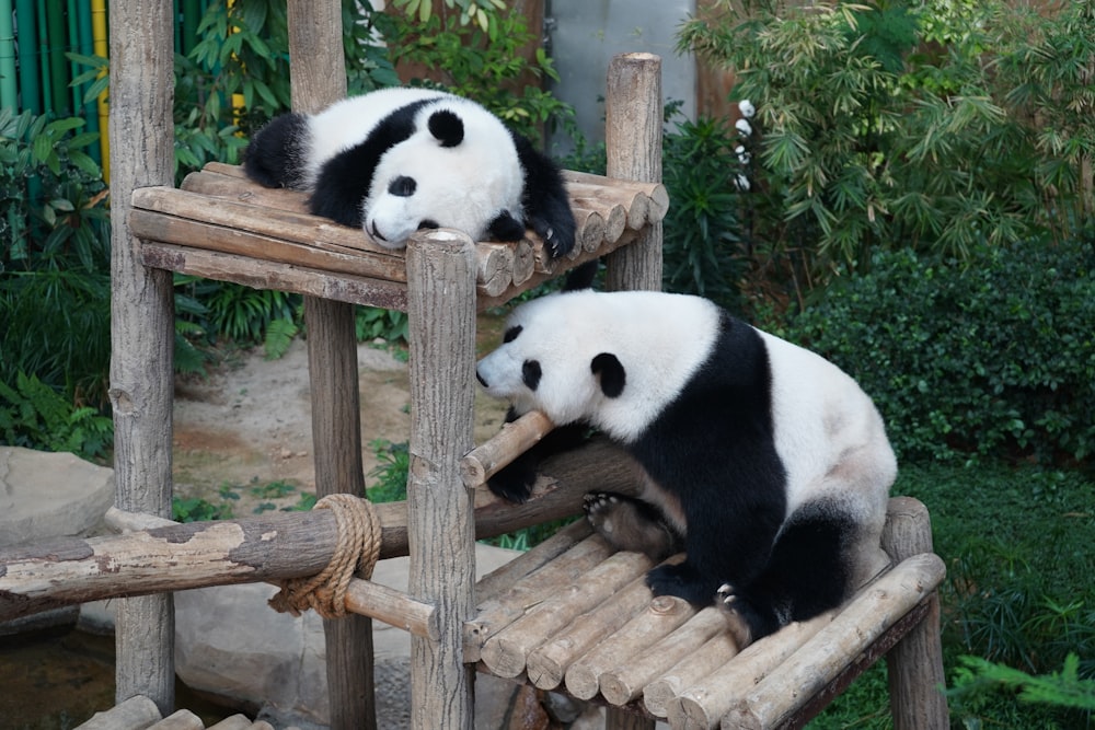 Pandas auf einer Holzplattform