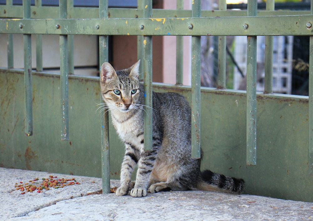 a cat sitting on a concrete ledge