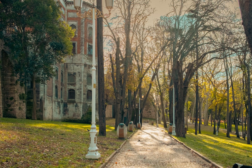 a path with trees on the side