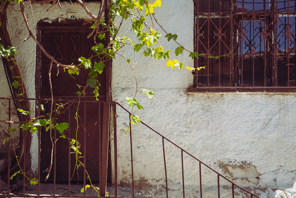 a stone wall with a gate and a window with a plant growing out of it