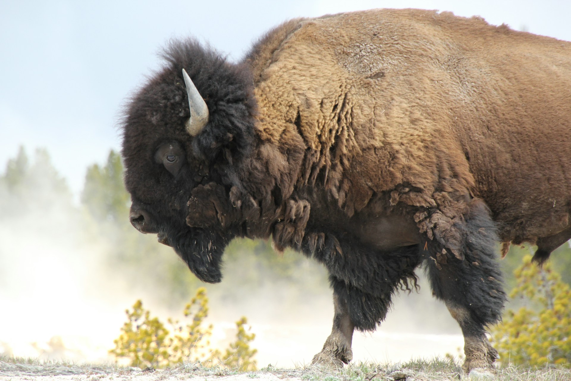 a buffalo running in a field