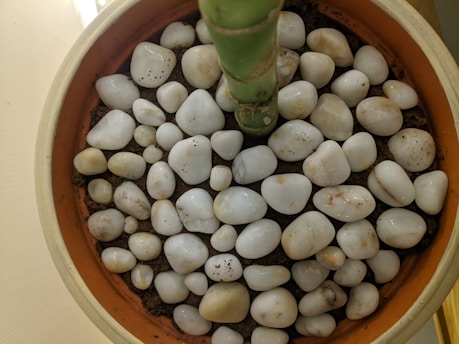 A round pot filled with white, smooth pebbles placed on top of soil. A green plant stem emerges from the center, surrounded by the pebbles. The pot has an earthy, terracotta color.