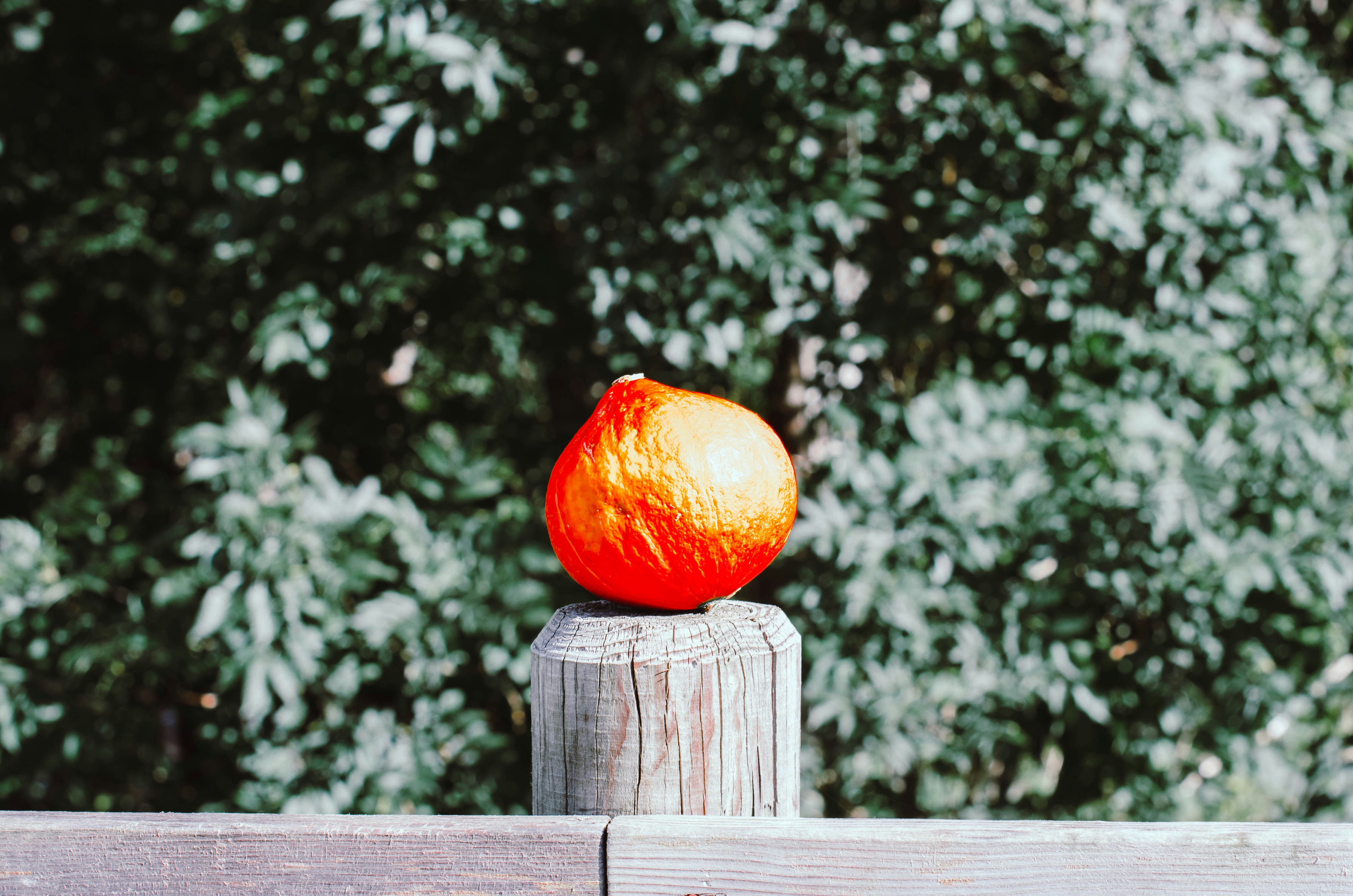 Photo by nika_benedictova