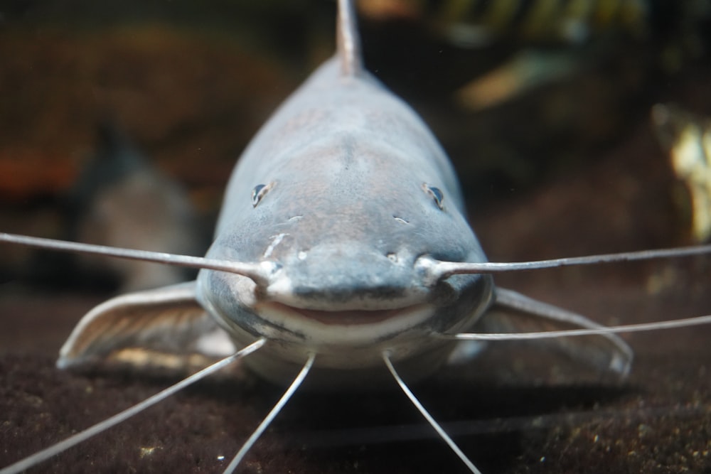 a fish swimming in water