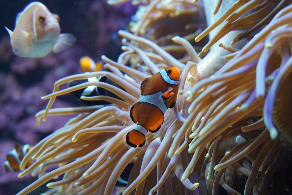 a clown fish in an aquarium