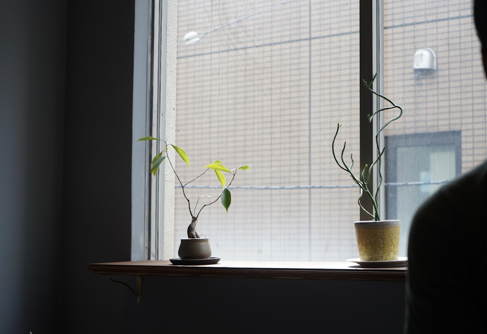 a couple of potted plants on a window sill