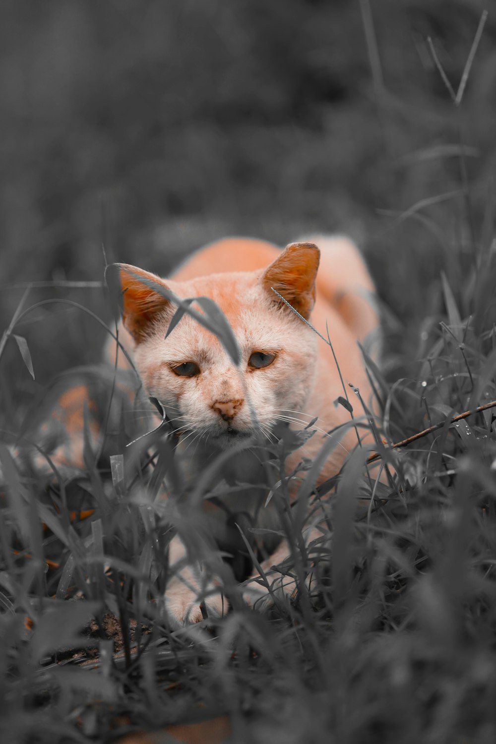 a cat in a bush