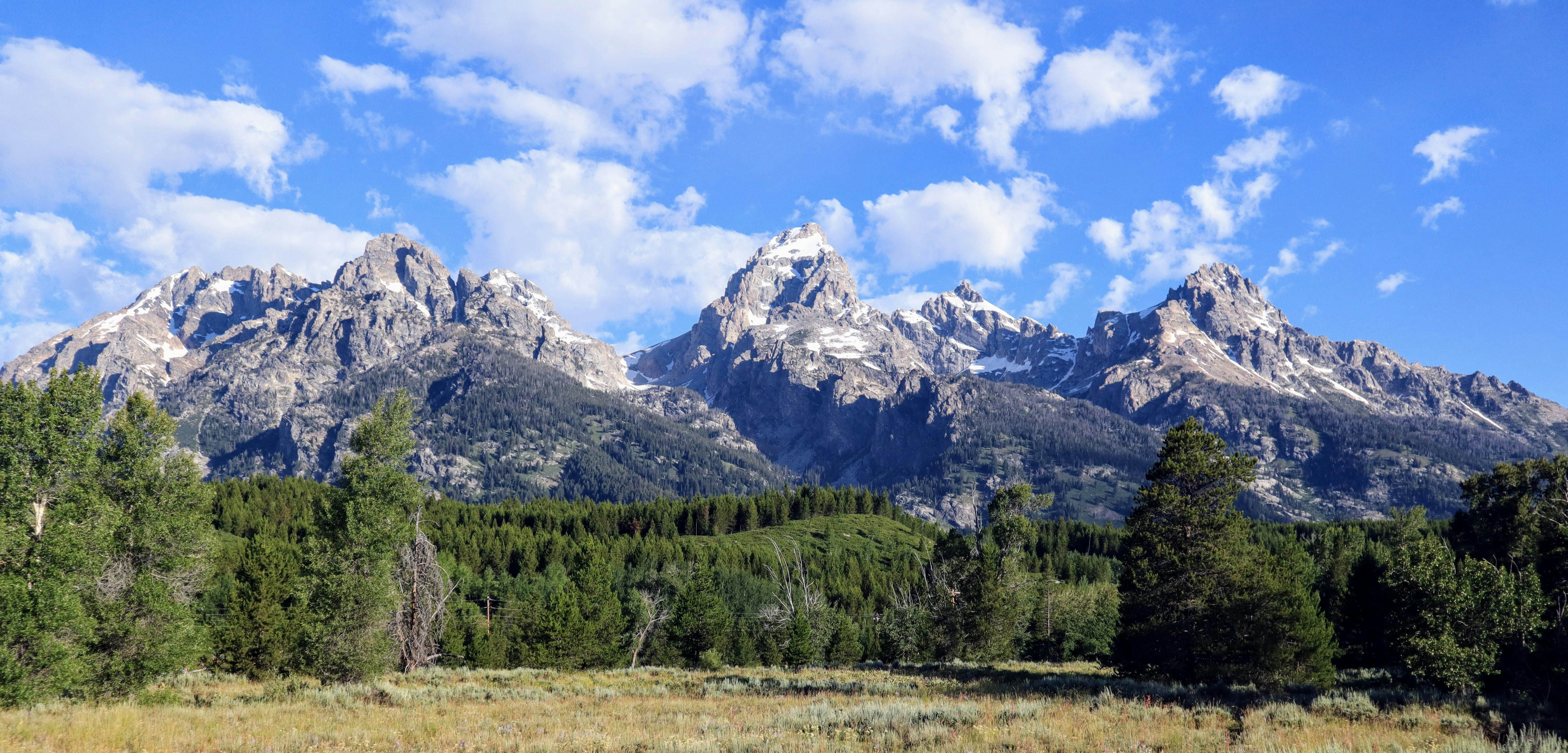 a landscape with trees and mountains in the back