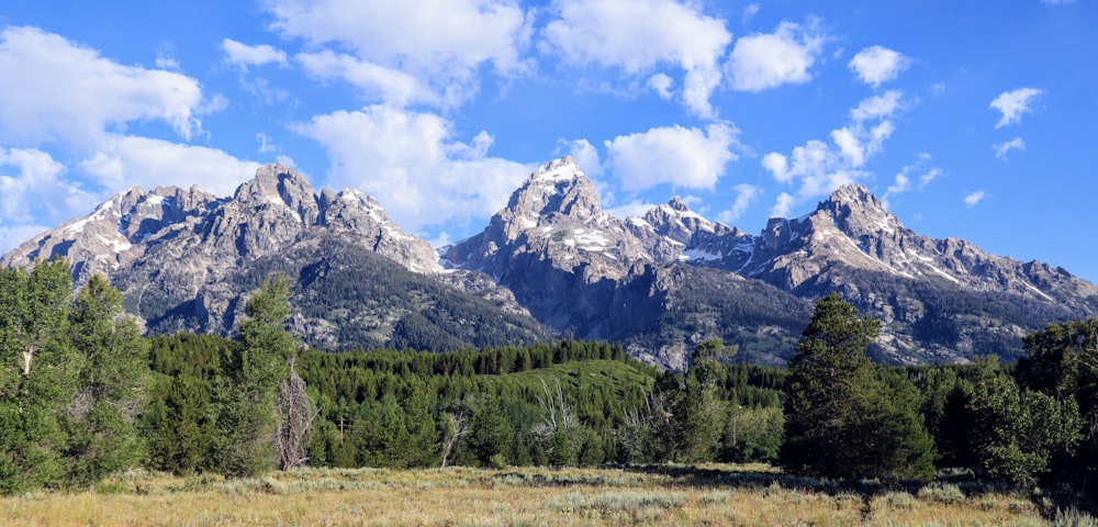 a landscape with trees and mountains in the back