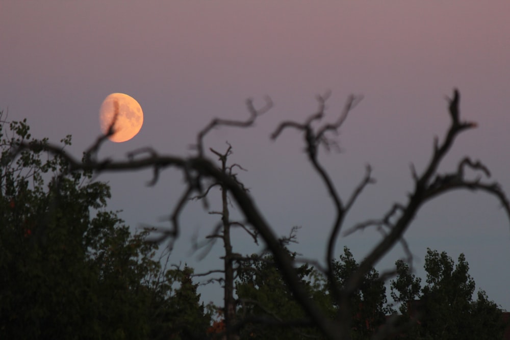 a full moon in the sky