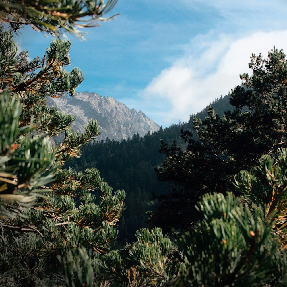 a mountain range with trees