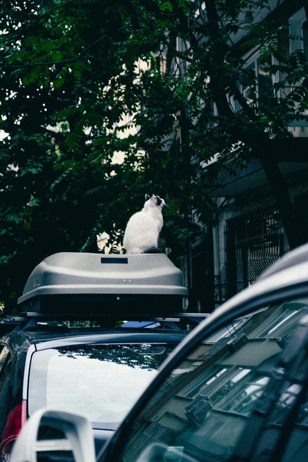 a cat sitting on top of a car