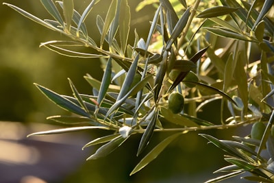 a close up of a plant