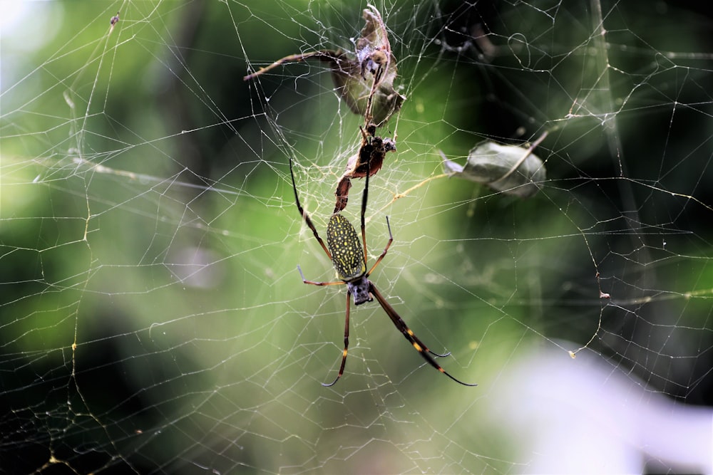 a spider on a web