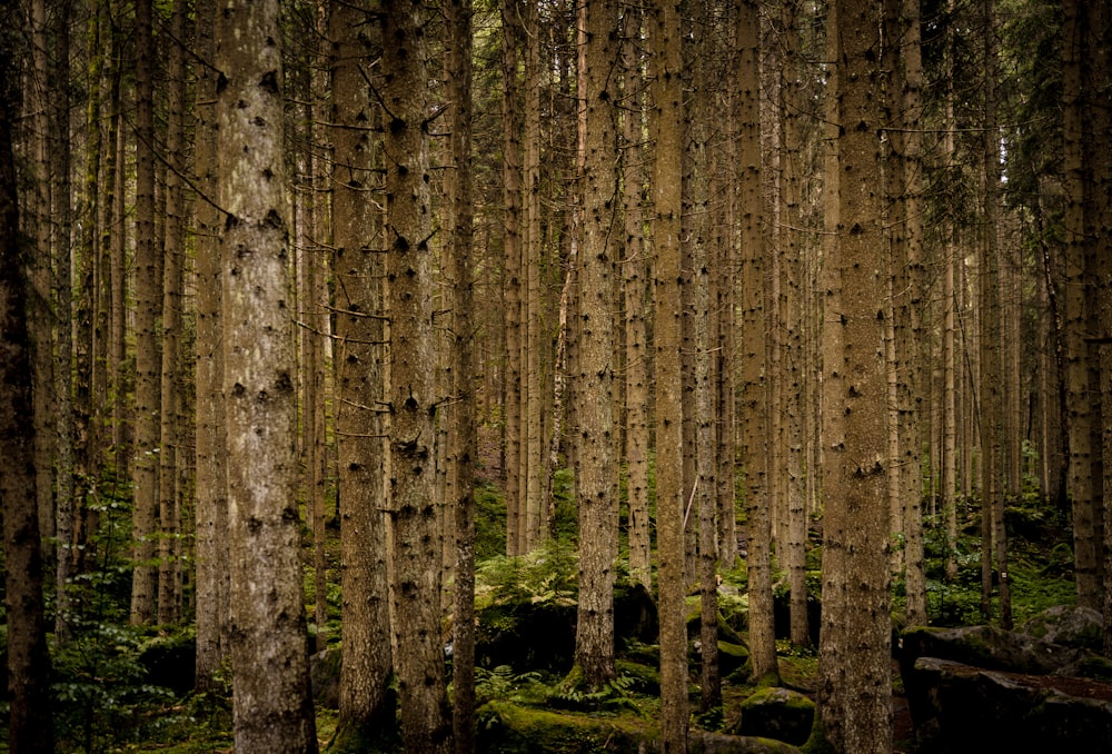 a forest of trees