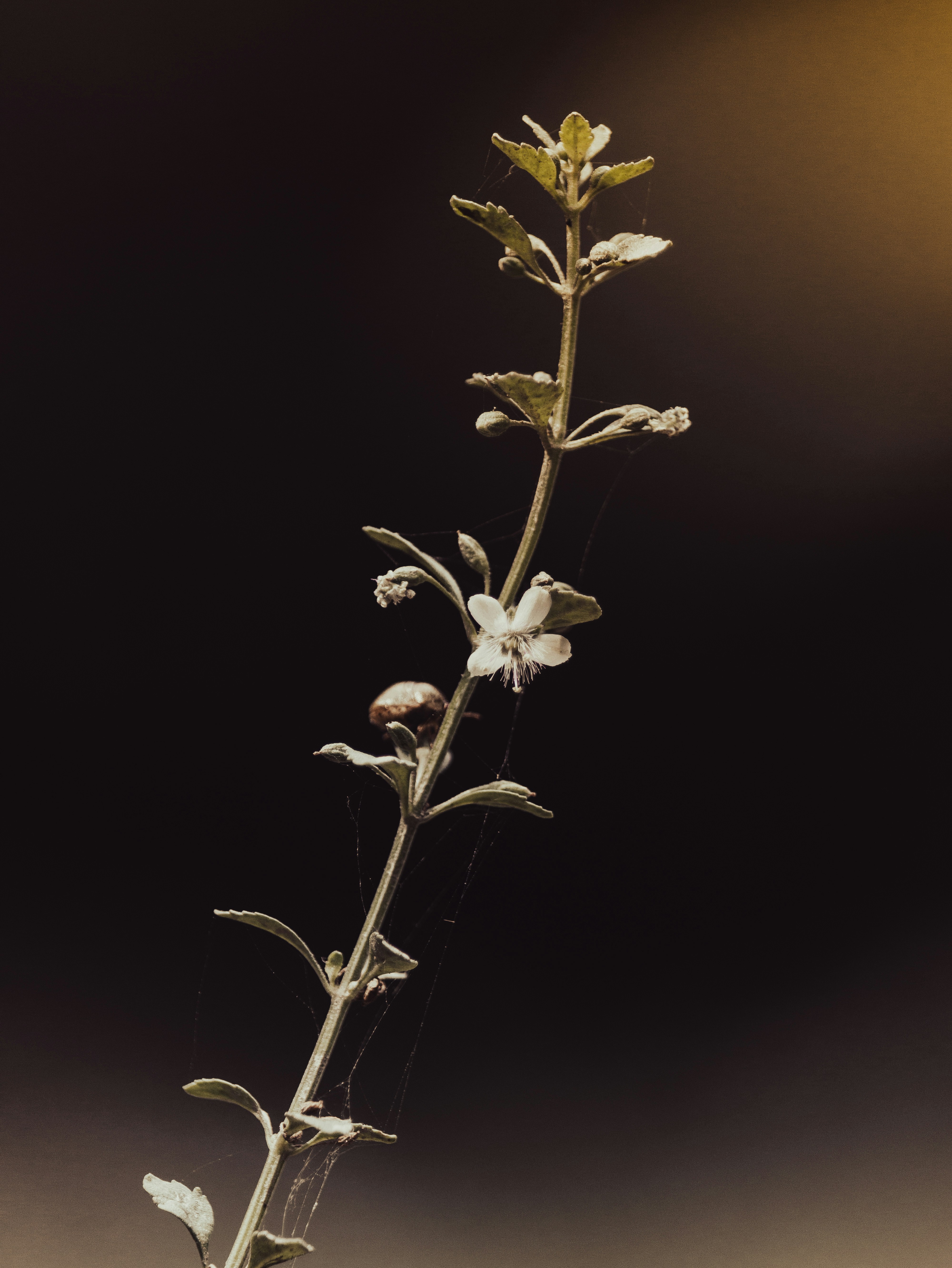 Photo by brajendra_lens_a_lot_