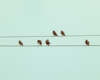 a group of birds sitting on a wire