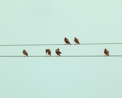 a group of birds sitting on a wire
